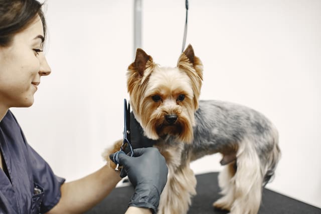 Peluquería canina